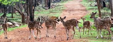 This image has an empty alt attribute; its file name is deer-in-Tadoba.jpg