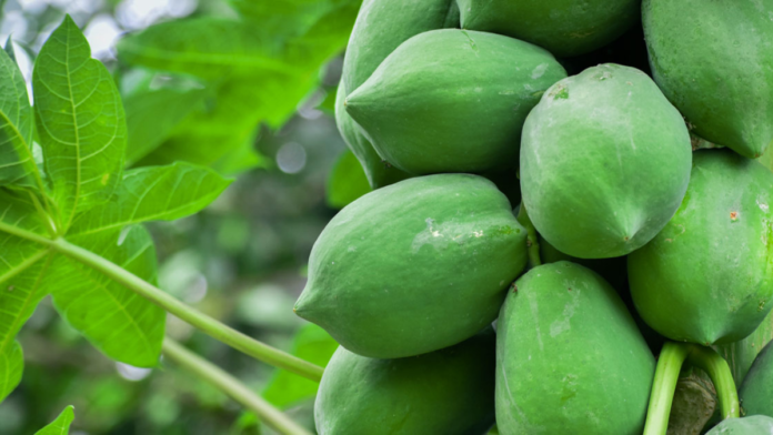 7 Reasons to Include Raw Papaya in Your Diet
